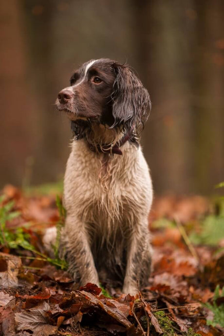 Everything you Need to Know About Dog Showers
